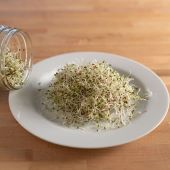 Alfalfa Sprouting Seeds SS1-500_Base